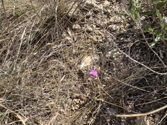 Agalinis strictifolia