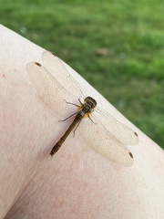Sympetrum