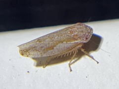 Deltocephalinae