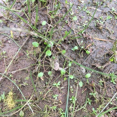 Ranunculus bonariensis trisepalus