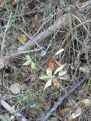 Lysimachia europaea