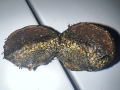 Pisolithus arhizus