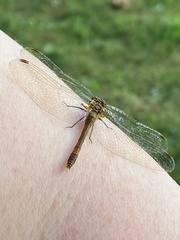 Sympetrum