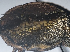 Pisolithus arhizus