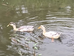 Anas platyrhynchos domesticus