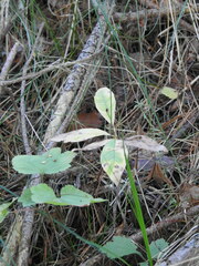 Lysimachia europaea