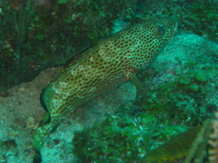 Epinephelus guttatus