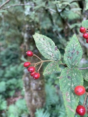 Viburnum erosum
