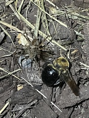 Xylocopa virginica virginica