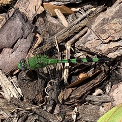 Erythemis vesiculosa