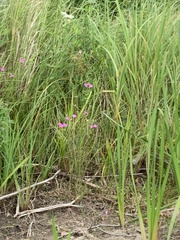 Agalinis purpurea