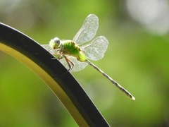 Erythemis vesiculosa