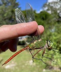 Anax longipes