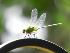 Erythemis vesiculosa