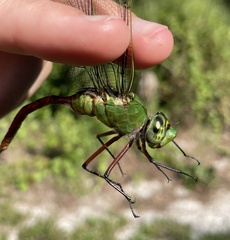Anax longipes