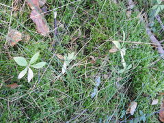 Lysimachia europaea
