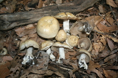 Glaucopodes