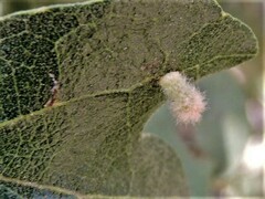 Atrusca clavuloides