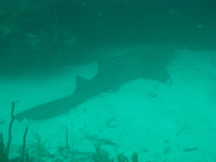 Ginglymostoma cirratum
