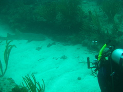 Ginglymostoma cirratum