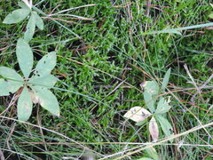 Lysimachia europaea
