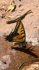 Papilio multicaudata