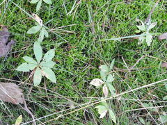 Lysimachia europaea