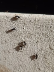 Dolichoderus bispinosus