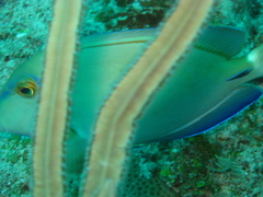 Acanthurus tractus