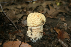 Amanita muscaria guessowii