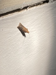 Eulogia ochrifrontella