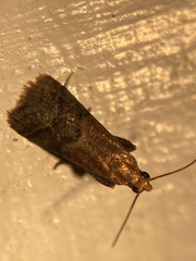 Eulogia ochrifrontella