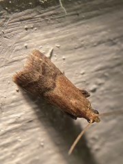 Eulogia ochrifrontella