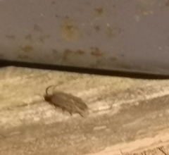 Porcellio spinicornis