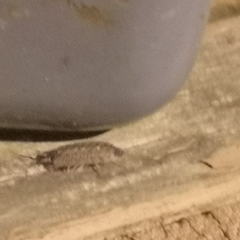 Porcellio spinicornis