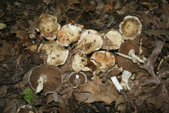Glaucopodes