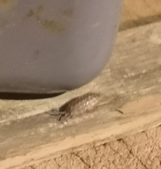 Porcellio spinicornis