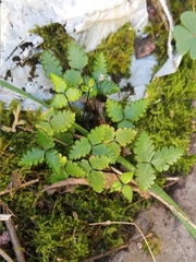 Doryopteris triphylla