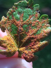 Synchytrium australe