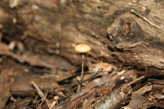 Marasmius siccus