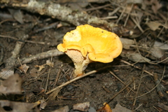 Cantharellus flavus