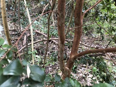Plinia cauliflora
