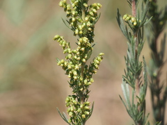 Artemisia campestris