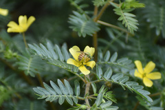 Agapostemon melliventris