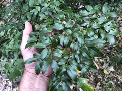 Plinia cauliflora