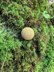 Scleroderma areolatum