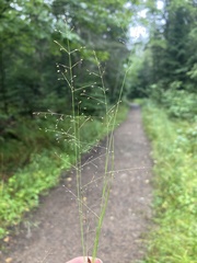 Agrostis perennans