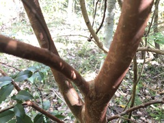 Plinia cauliflora