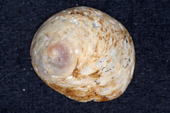 Sigapatella novaezelandiae