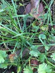 Synchytrium australe